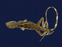 藏品(斯文豪氏攀蜥)的圖片